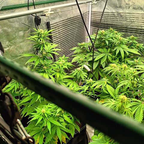 🦍 Gorilla Zkittlez auto growlog timeline photo