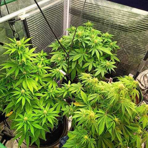  🦍 Gorilla Zkittlez auto growlog timeline photo
