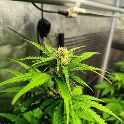  🦍 Gorilla Zkittlez auto growlog timeline photo