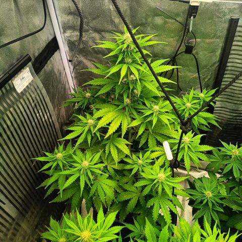  🦍 Gorilla Zkittlez auto growlog timeline photo