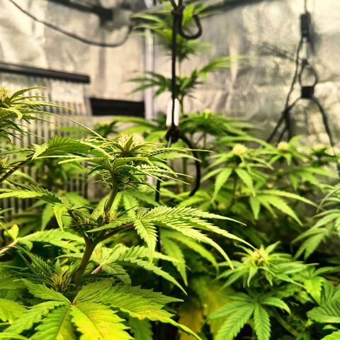  🦍 Gorilla Zkittlez auto growlog timeline photo