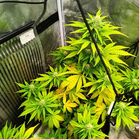  🦍 Gorilla Zkittlez auto growlog timeline photo