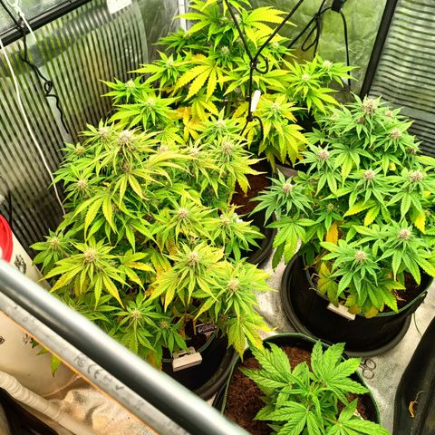  🦍 Gorilla Zkittlez auto growlog timeline photo