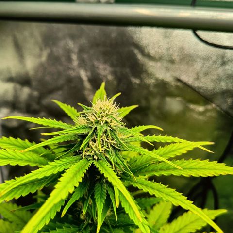  🦍 Gorilla Zkittlez auto growlog timeline photo