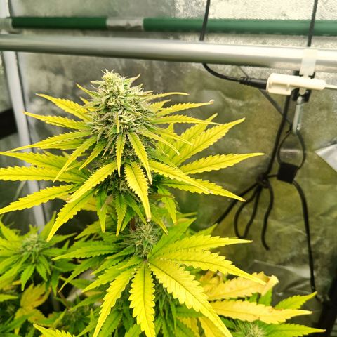  🦍 Gorilla Zkittlez auto growlog timeline photo