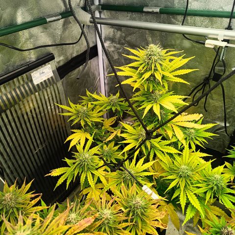  🦍 Gorilla Zkittlez auto growlog timeline photo