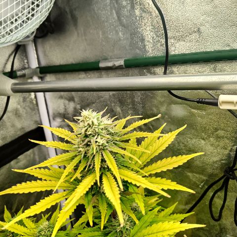  🦍 Gorilla Zkittlez auto growlog timeline photo