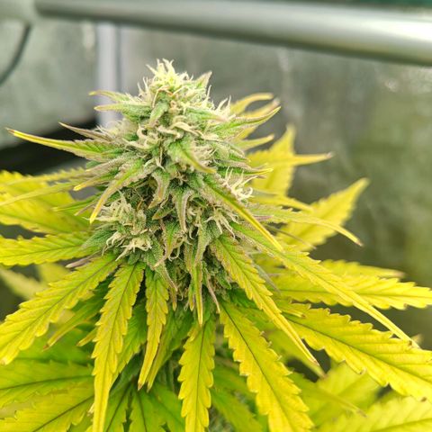  🦍 Gorilla Zkittlez auto growlog timeline photo