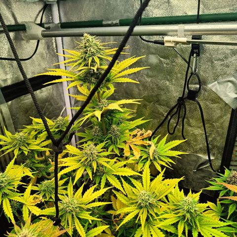  🦍 Gorilla Zkittlez auto growlog timeline photo