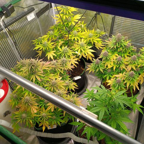  🦍 Gorilla Zkittlez auto growlog timeline photo