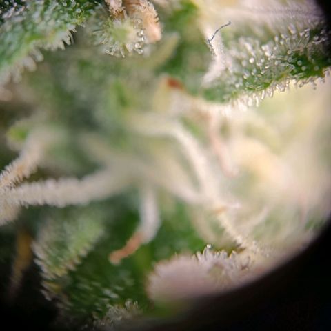  🦍 Gorilla Zkittlez auto growlog timeline photo