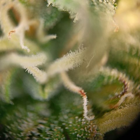  🦍 Gorilla Zkittlez auto growlog timeline photo