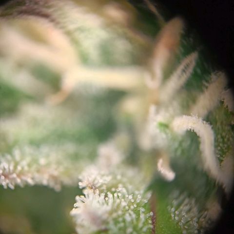  🦍 Gorilla Zkittlez auto growlog timeline photo