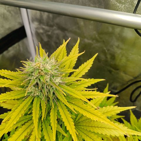  🦍 Gorilla Zkittlez auto growlog timeline photo