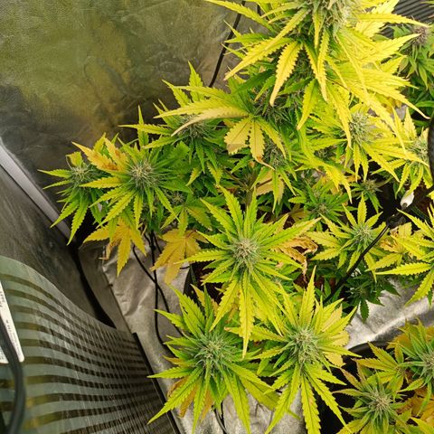  🦍 Gorilla Zkittlez auto growlog timeline photo