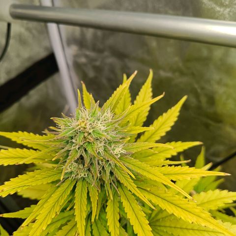  🦍 Gorilla Zkittlez auto growlog timeline photo