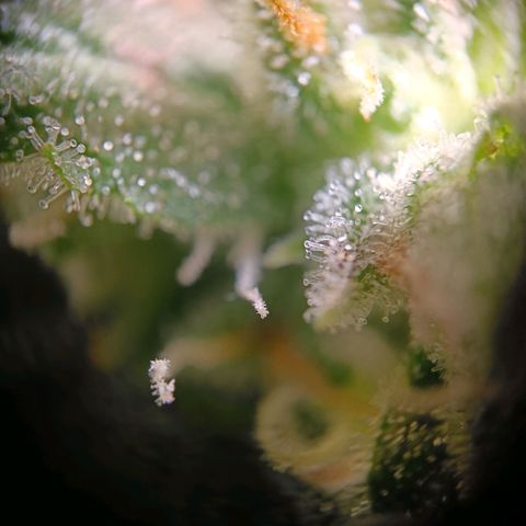  🦍 Gorilla Zkittlez auto growlog timeline photo