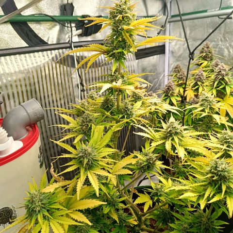  🦍 Gorilla Zkittlez auto growlog timeline photo