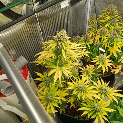  🦍 Gorilla Zkittlez auto growlog timeline photo