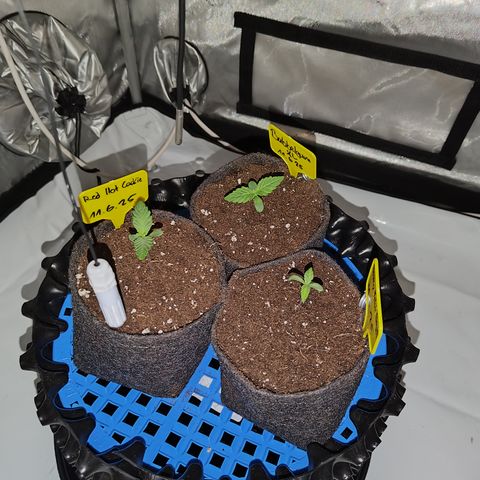 Red Hot Cookies growlog photo: Umgetopft Jiffy zu 1l Stoff 
