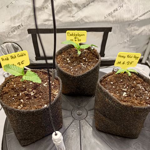 Red Hot Cookies growlog timeline photo