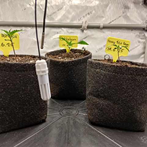 Red Hot Cookies growlog timeline photo