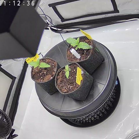 Red Hot Cookies growlog timeline photo