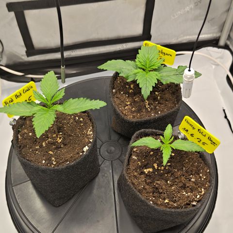 Red Hot Cookies growlog timeline photo