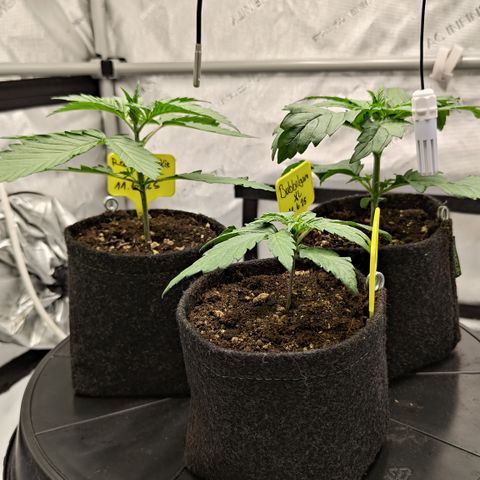 Red Hot Cookies growlog timeline photo