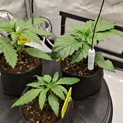 Red Hot Cookies growlog timeline photo