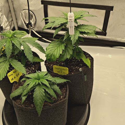 Red Hot Cookies growlog timeline photo