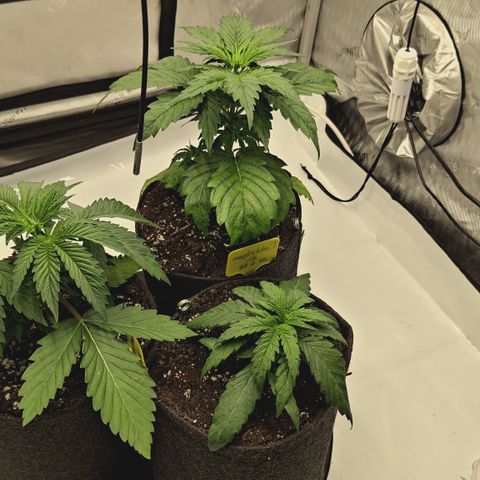 Red Hot Cookies growlog timeline photo