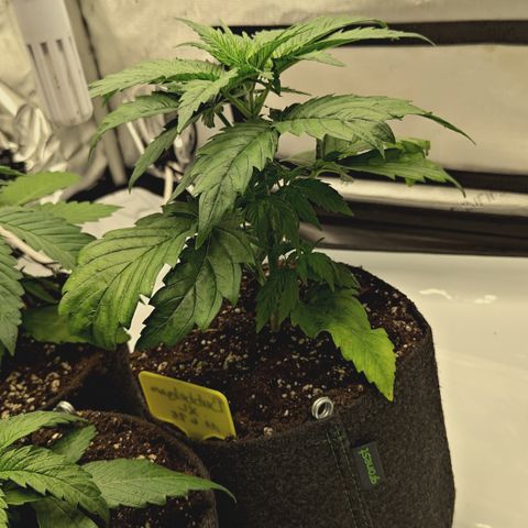 Red Hot Cookies growlog timeline photo