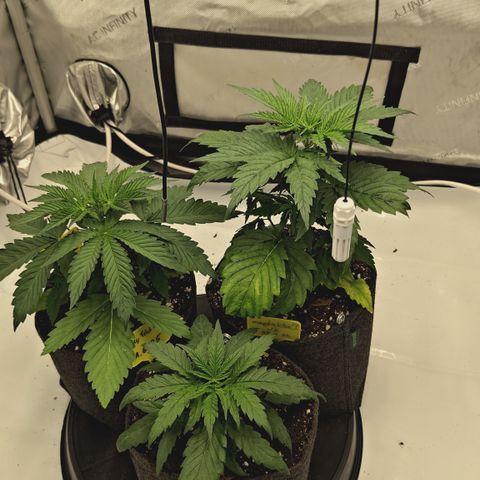 Red Hot Cookies growlog timeline photo