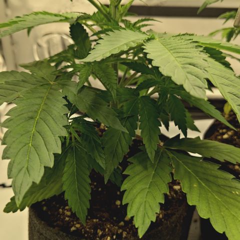 Red Hot Cookies growlog timeline photo