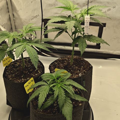 Red Hot Cookies growlog timeline photo