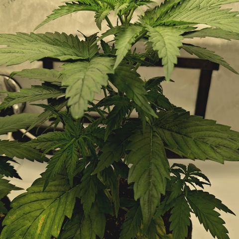 Red Hot Cookies growlog timeline photo