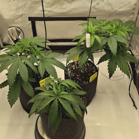 Red Hot Cookies growlog timeline photo
