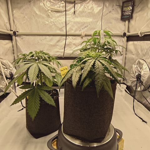 Red Hot Cookies growlog timeline photo