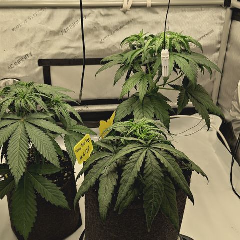 Red Hot Cookies growlog timeline photo