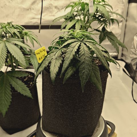 Red Hot Cookies growlog timeline photo