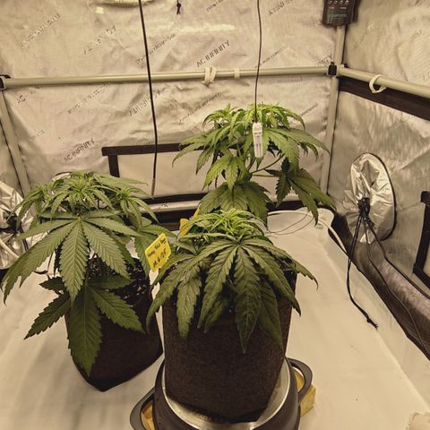 Red Hot Cookies growlog timeline photo
