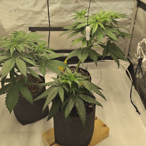 Red Hot Cookies growlog timeline photo