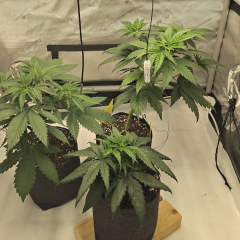 Red Hot Cookies growlog timeline photo