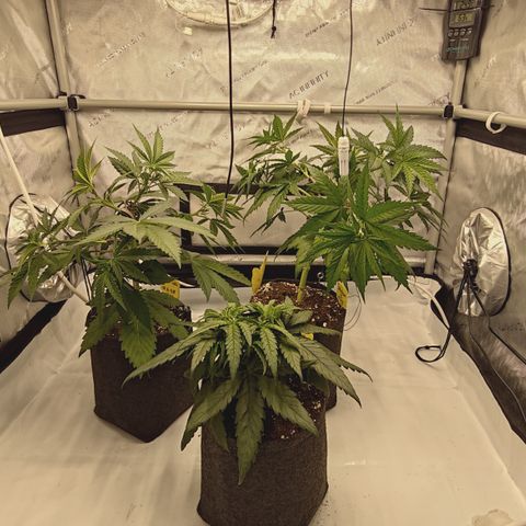 Red Hot Cookies growlog timeline photo