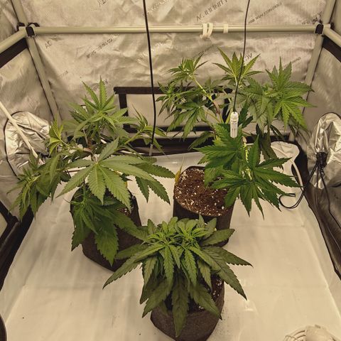 Red Hot Cookies growlog timeline photo