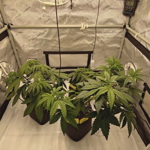 Red Hot Cookies growlog timeline photo
