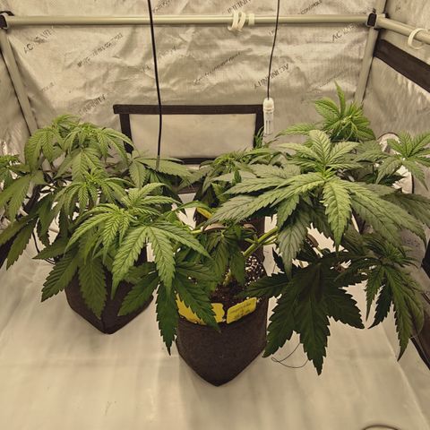 Red Hot Cookies growlog timeline photo