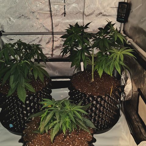 Red Hot Cookies growlog timeline photo