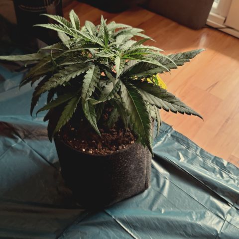 Red Hot Cookies growlog timeline photo
